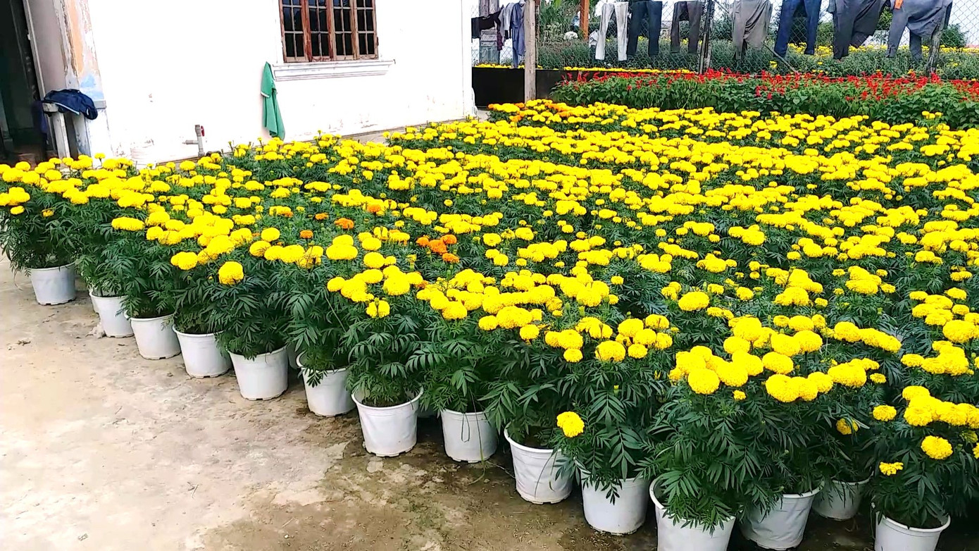 Xứ Huế bất ngờ bội thu… hoa ảnh 3