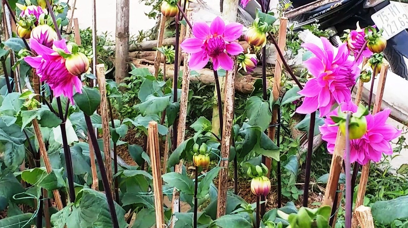 Xứ Huế bất ngờ bội thu… hoa ảnh 12