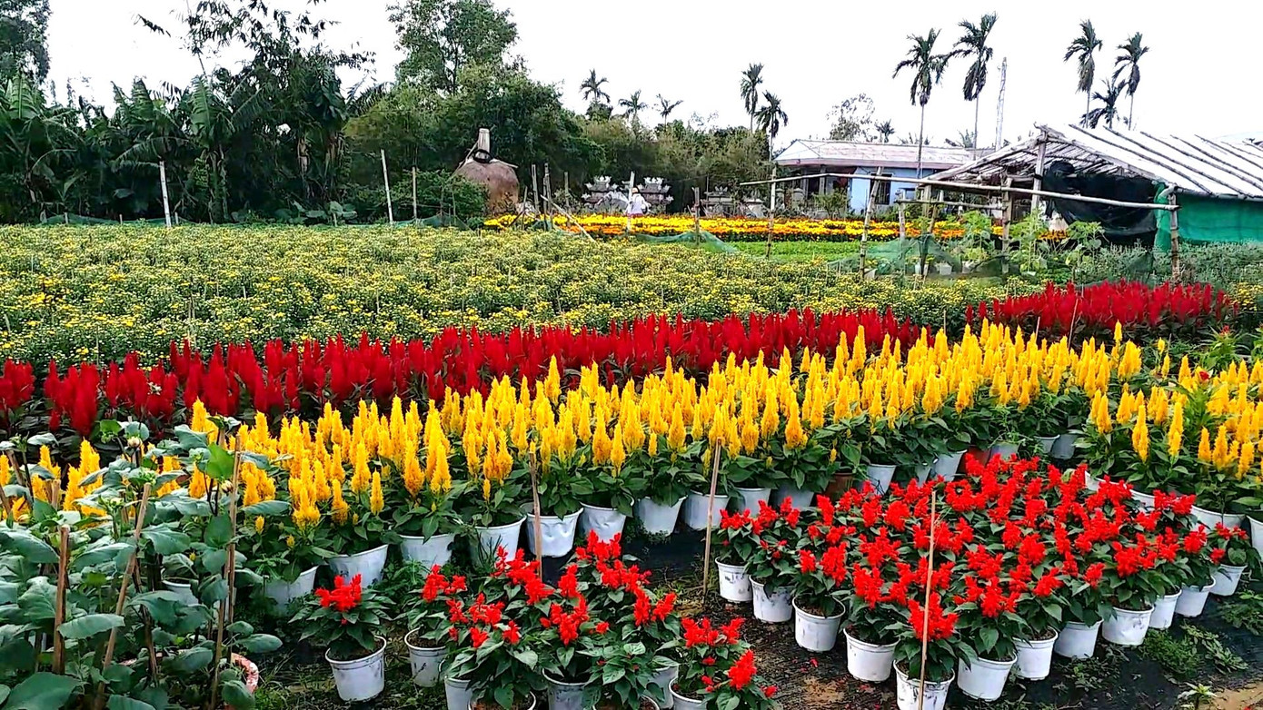 Xứ Huế bất ngờ bội thu… hoa ảnh 1