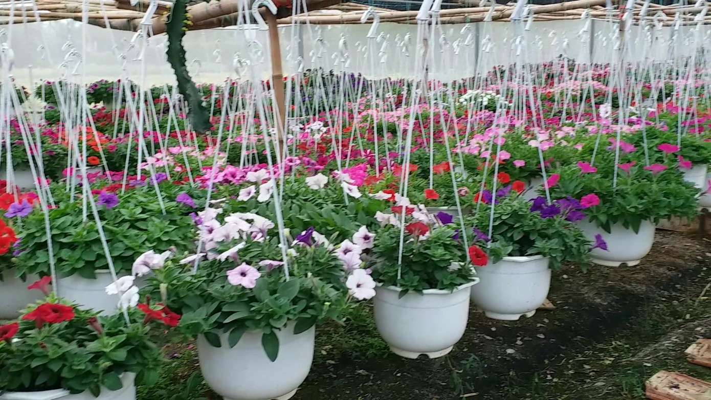 Xứ Huế bất ngờ bội thu… hoa ảnh 14