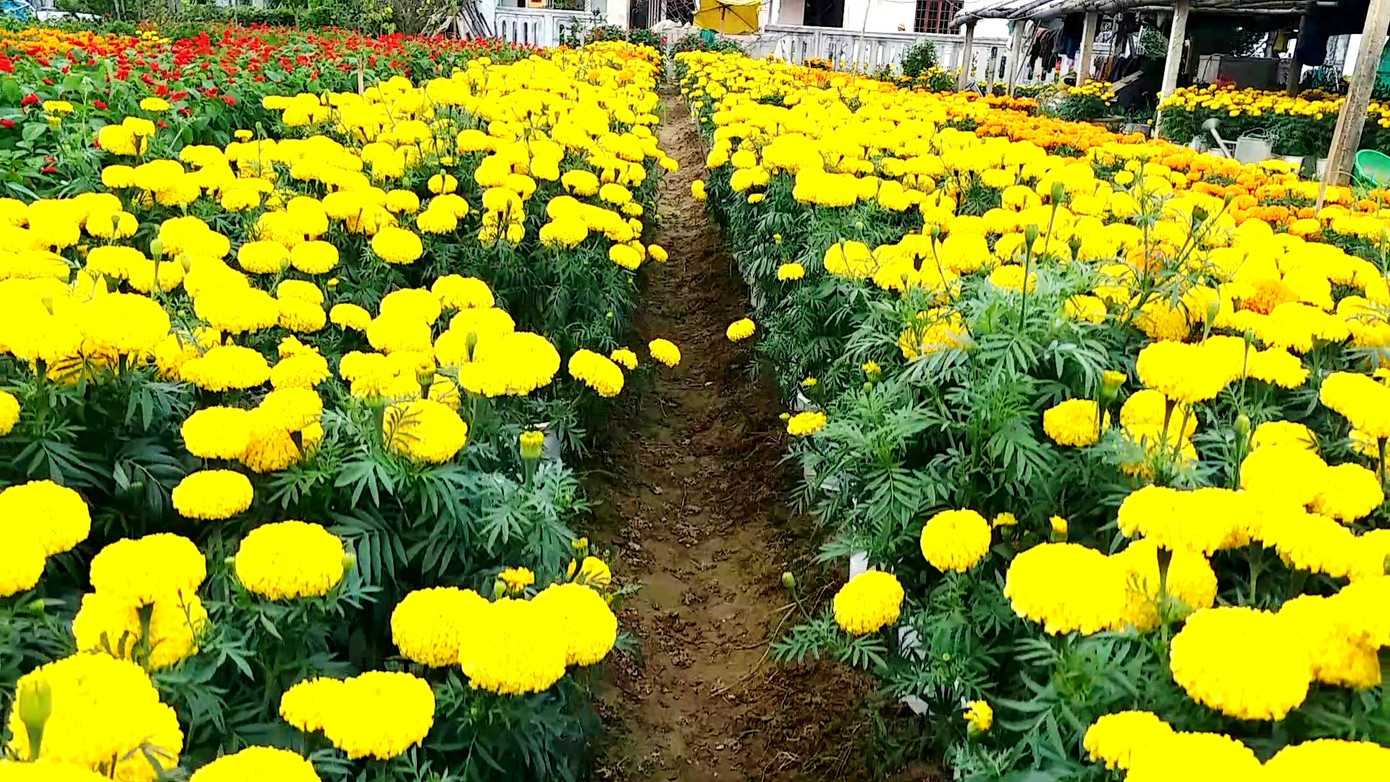 Xứ Huế bất ngờ bội thu… hoa ảnh 18