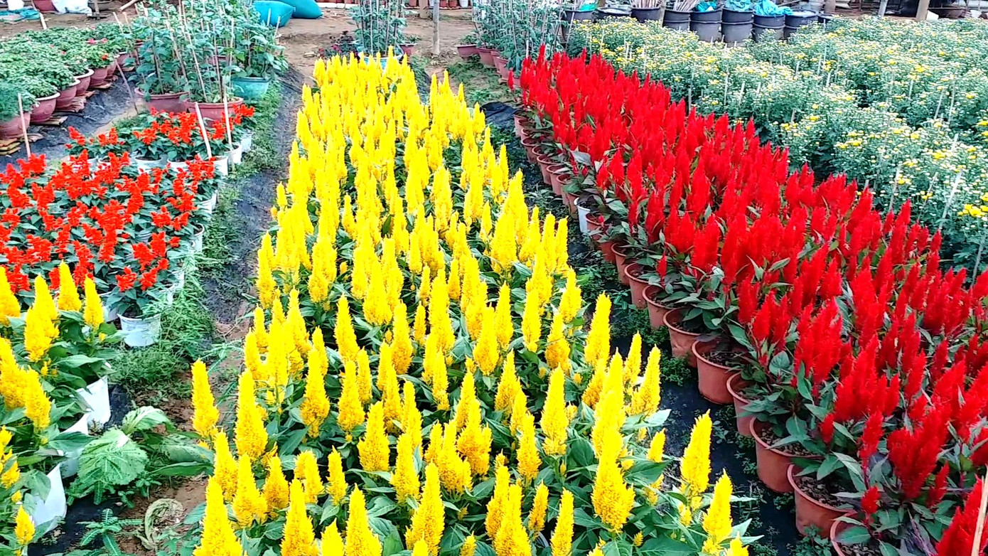 Xứ Huế bất ngờ bội thu… hoa ảnh 5