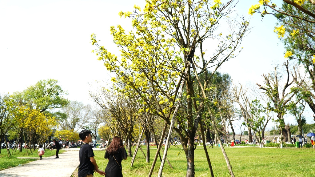 Sững sờ trước ‘góc trời Hoàng mai’ rực rỡ trong kinh thành Huế ảnh 7