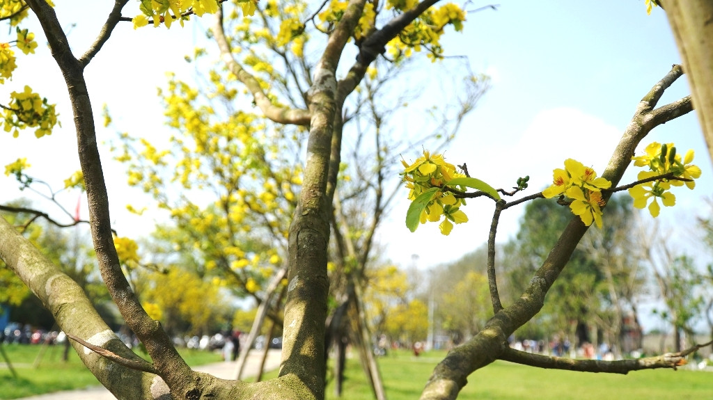 Sững sờ trước ‘góc trời Hoàng mai’ rực rỡ trong kinh thành Huế ảnh 20