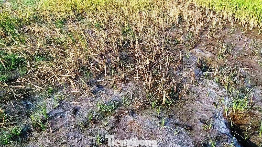 Hạn mặn tấn công hàng chục ha lúa tại TT-Huế ảnh 13