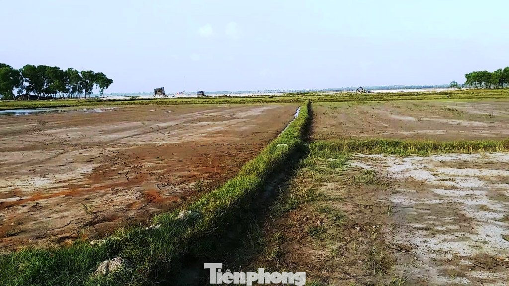 Hạn mặn tấn công hàng chục ha lúa tại TT-Huế ảnh 1