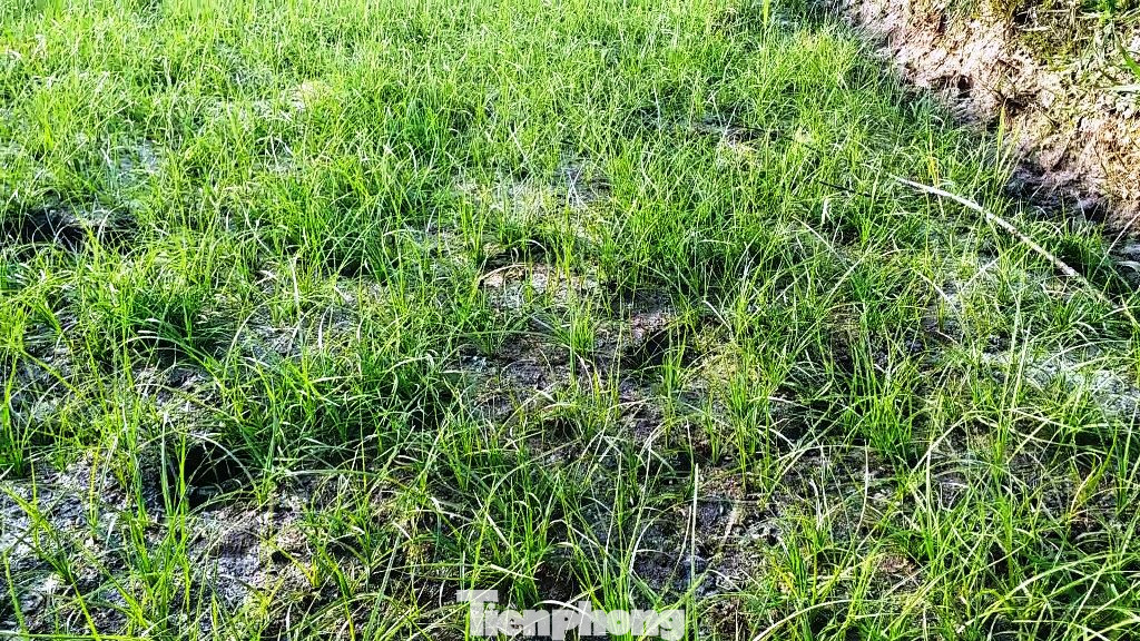 Hạn mặn tấn công hàng chục ha lúa tại TT-Huế ảnh 14