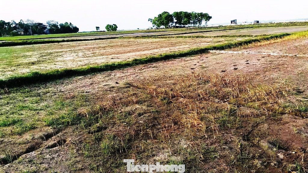 Hạn mặn tấn công hàng chục ha lúa tại TT-Huế ảnh 15