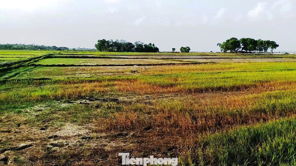 Hạn mặn tấn công hàng chục ha lúa tại TT-Huế ảnh 11