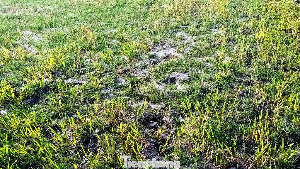 Hạn mặn tấn công hàng chục ha lúa tại TT-Huế ảnh 10