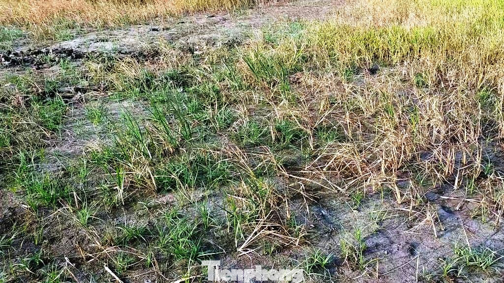 Hạn mặn tấn công hàng chục ha lúa tại TT-Huế ảnh 9