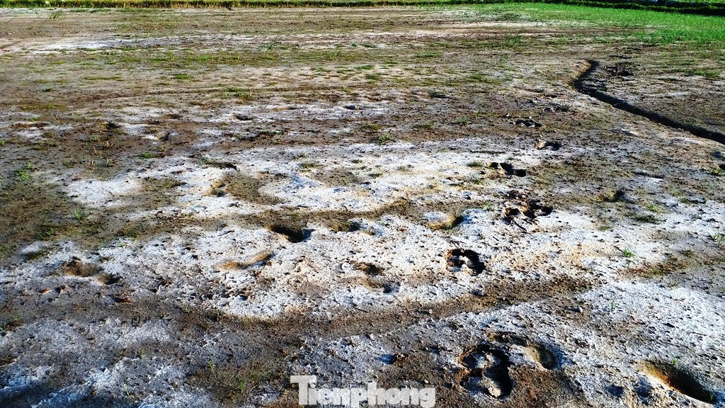 Hạn mặn tấn công hàng chục ha lúa tại TT-Huế ảnh 6