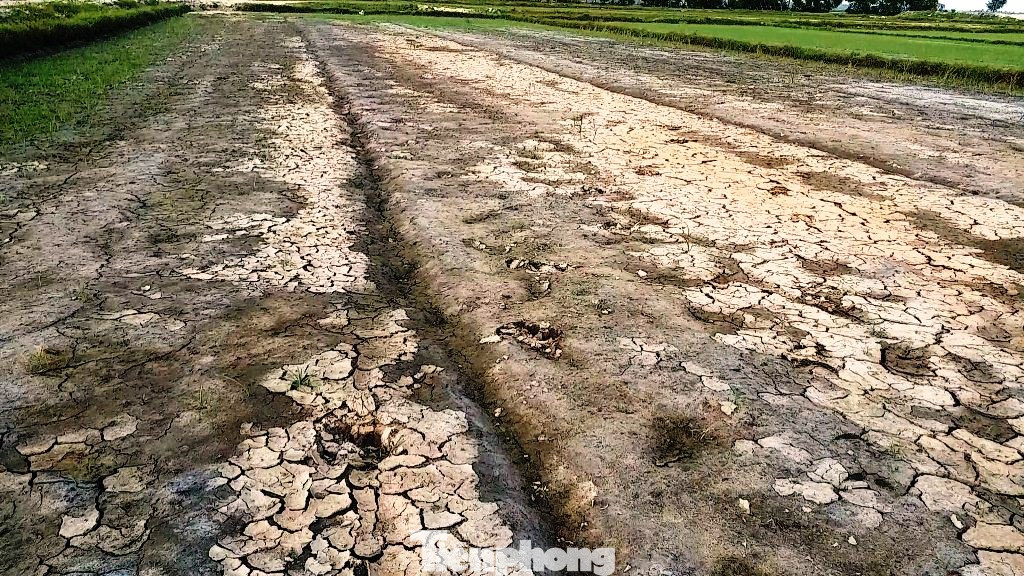 Hạn mặn tấn công hàng chục ha lúa tại TT-Huế ảnh 3