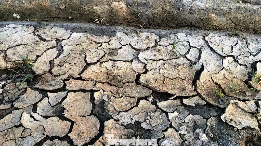 Hạn mặn tấn công hàng chục ha lúa tại TT-Huế ảnh 4