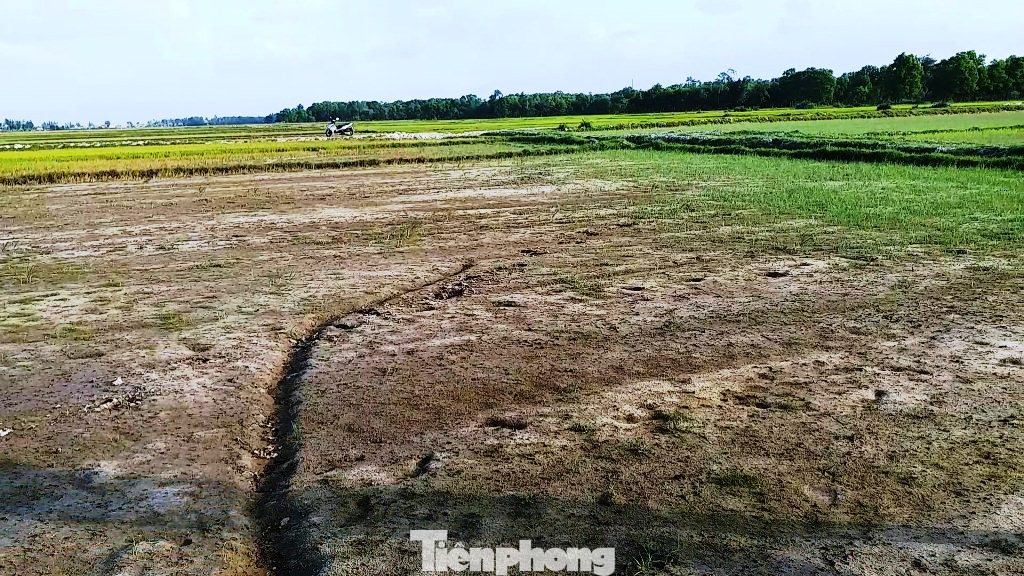 Hạn mặn tấn công hàng chục ha lúa tại TT-Huế ảnh 5