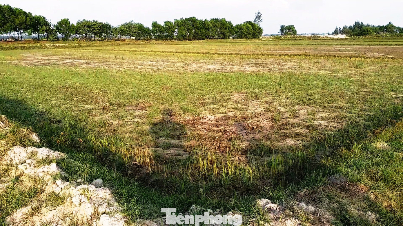 Hạn mặn tấn công hàng chục ha lúa tại TT-Huế ảnh 7