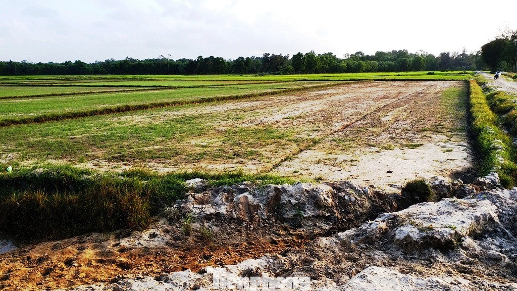 Hạn mặn tấn công hàng chục ha lúa tại TT-Huế ảnh 12