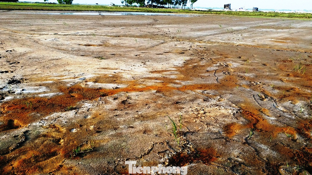 Hạn mặn tấn công hàng chục ha lúa tại TT-Huế ảnh 2