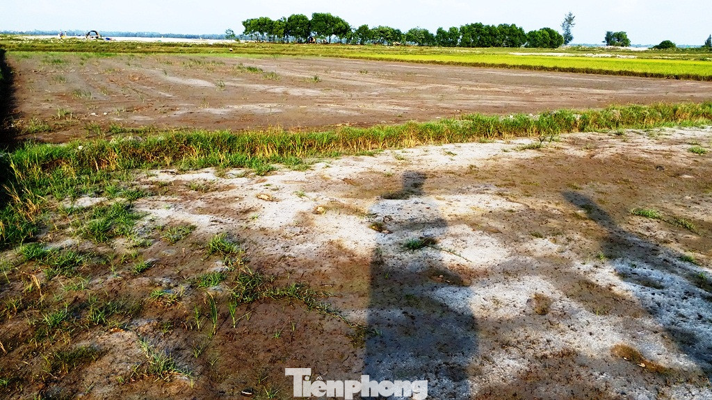 Hạn mặn tấn công hàng chục ha lúa tại TT-Huế ảnh 8