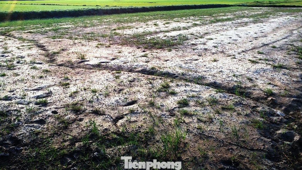 Hạn mặn tấn công hàng chục ha lúa tại TT-Huế ảnh 16