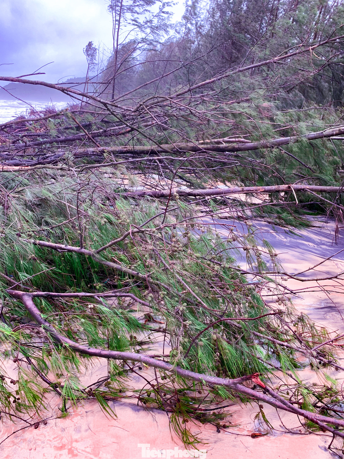 Bão tan lũ rút, bờ biển Thừa Thiên Huế tan hoang ‘chưa từng thấy’ ảnh 20