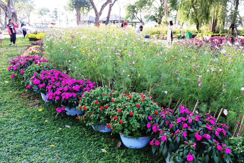 Nhìn ngắm Huế ngày cuối năm khoác 'áo hoa' lạ lẫm đón Tết ảnh 2