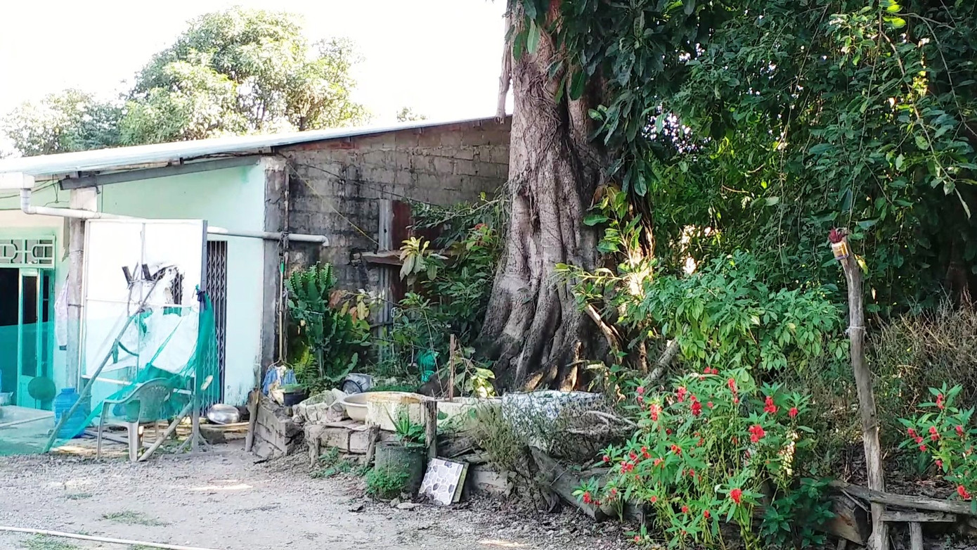Lo sợ từng ngày bên 3 cây 'quái thú' bị bỏ rơi tại Huế ảnh 4