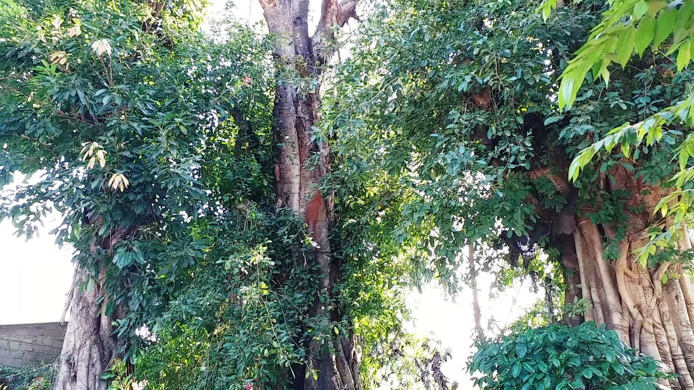 Lo sợ từng ngày bên 3 cây 'quái thú' bị bỏ rơi tại Huế ảnh 10