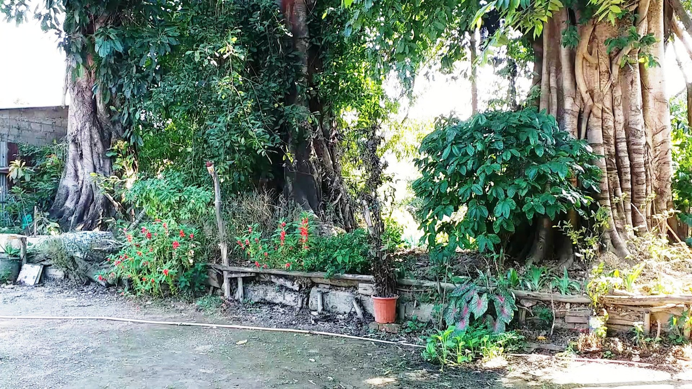 Lo sợ từng ngày bên 3 cây 'quái thú' bị bỏ rơi tại Huế ảnh 8