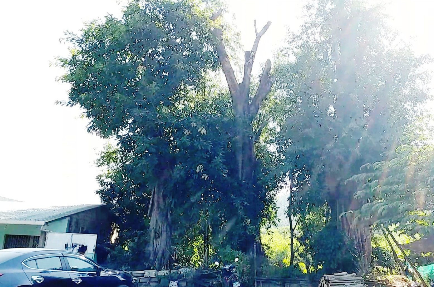 Lo sợ từng ngày bên 3 cây 'quái thú' bị bỏ rơi tại Huế ảnh 7