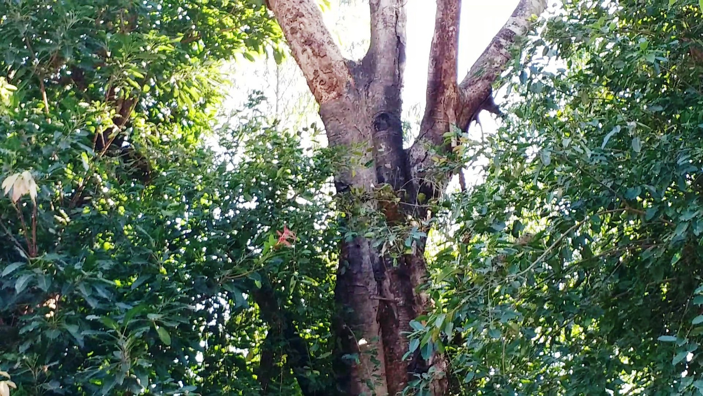 Lo sợ từng ngày bên 3 cây 'quái thú' bị bỏ rơi tại Huế ảnh 6