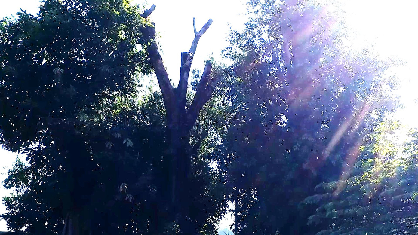 Lo sợ từng ngày bên 3 cây 'quái thú' bị bỏ rơi tại Huế ảnh 9