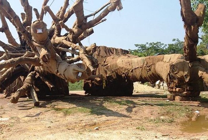 Lo sợ từng ngày bên 3 cây 'quái thú' bị bỏ rơi tại Huế ảnh 11