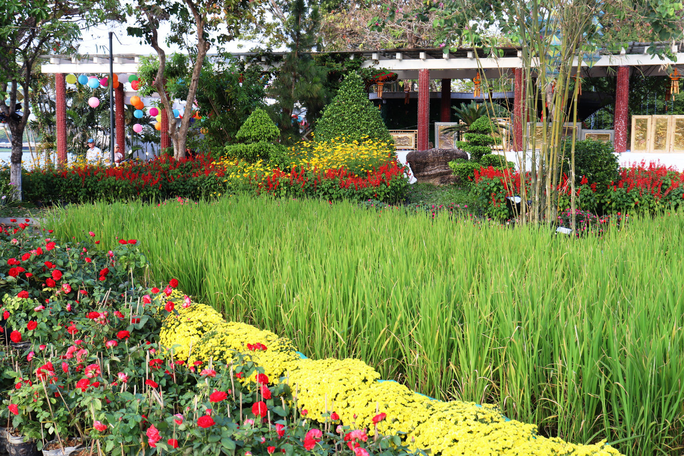 Nhìn ngắm Huế ngày cuối năm khoác 'áo hoa' lạ lẫm đón Tết ảnh 6