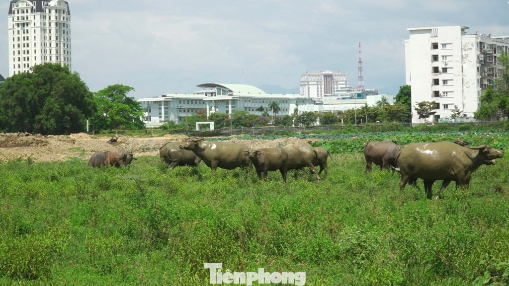Ì ạch tiến độ dự án 100 tỷ xây quảng trường, công viên cây xanh lớn nhất TT-Huế ảnh 2
