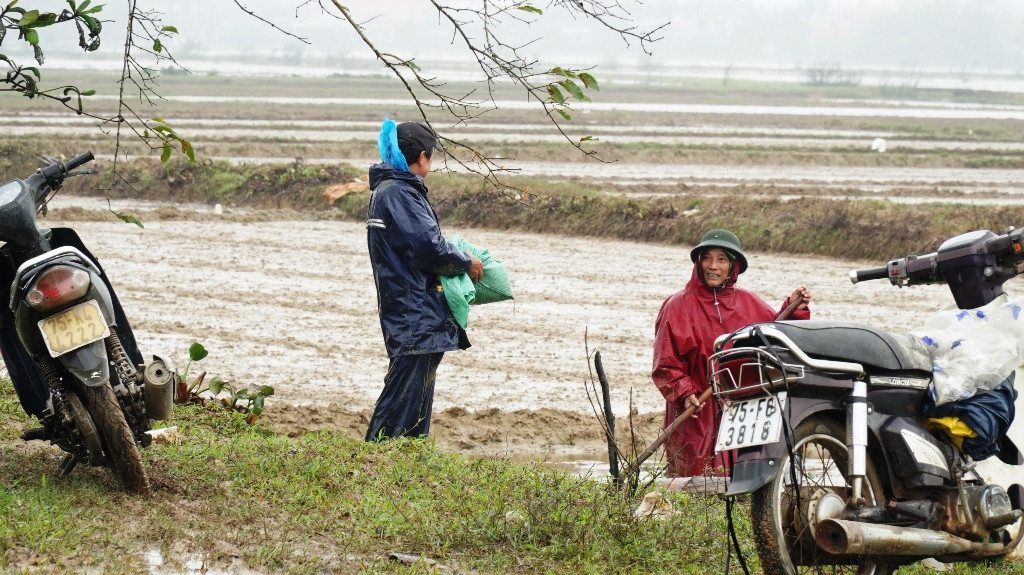 Nông dân Huế xuống đồng dầm mình giữa mưa rét như cắt da thịt ảnh 6