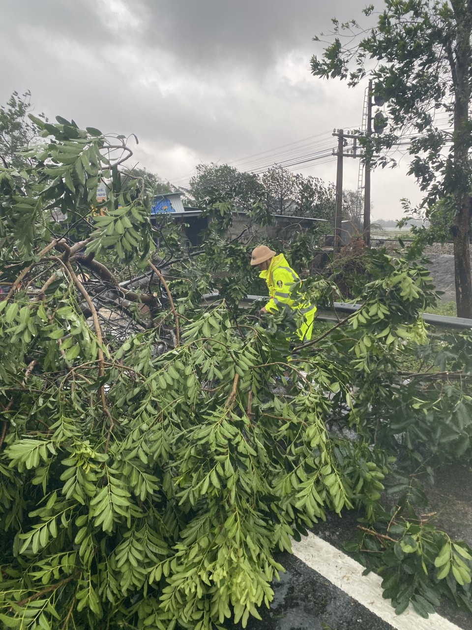 Bão số 9: Cây đổ la liệt bít kín Quốc lộ 1 qua Phú Lộc - Thừa Thiên Huế ảnh 3