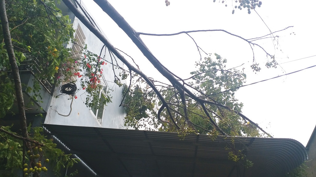 Cây đổ hàng loạt, mất điện, hàng nghìn nhà tốc mái do bão số 5 ảnh 14