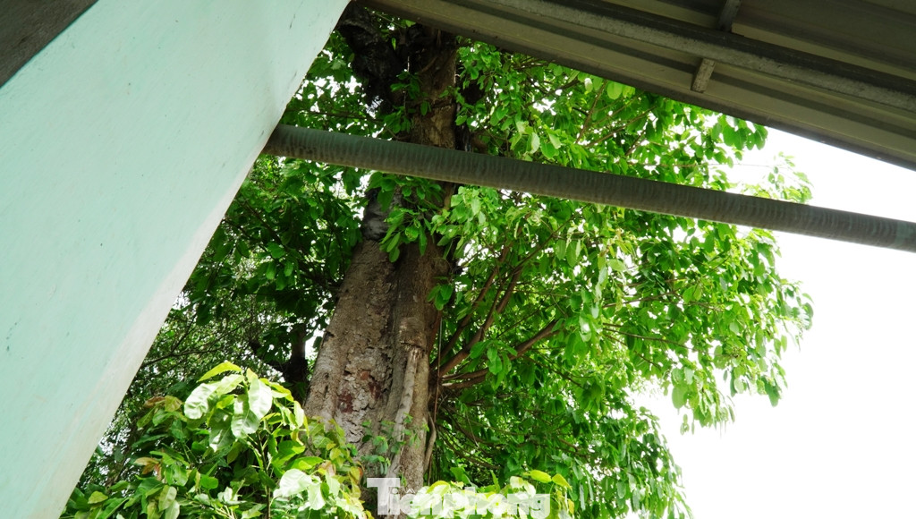 Dàn cây 'quái thú' bỏ lại 2 năm ở Huế: Người dân lo lắng, chính quyền lúng túng ảnh 2