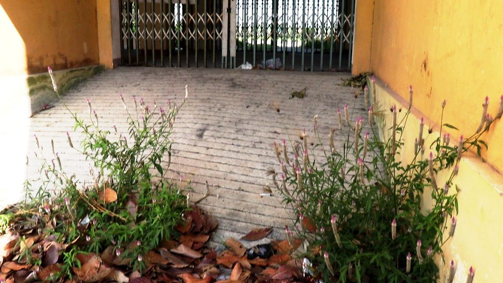 Chung cư 'chục tỷ' xây gần 10 năm ở Huế không biết làm gì, cây dại phủ như rừng ảnh 10