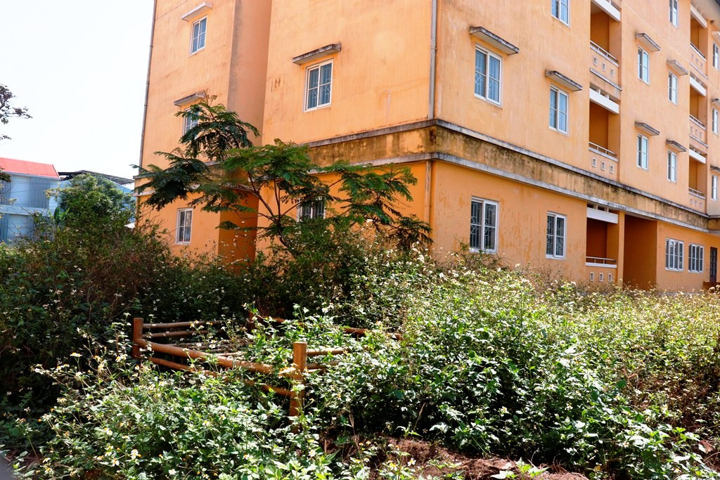 Chung cư 'chục tỷ' xây gần 10 năm ở Huế không biết làm gì, cây dại phủ như rừng ảnh 7