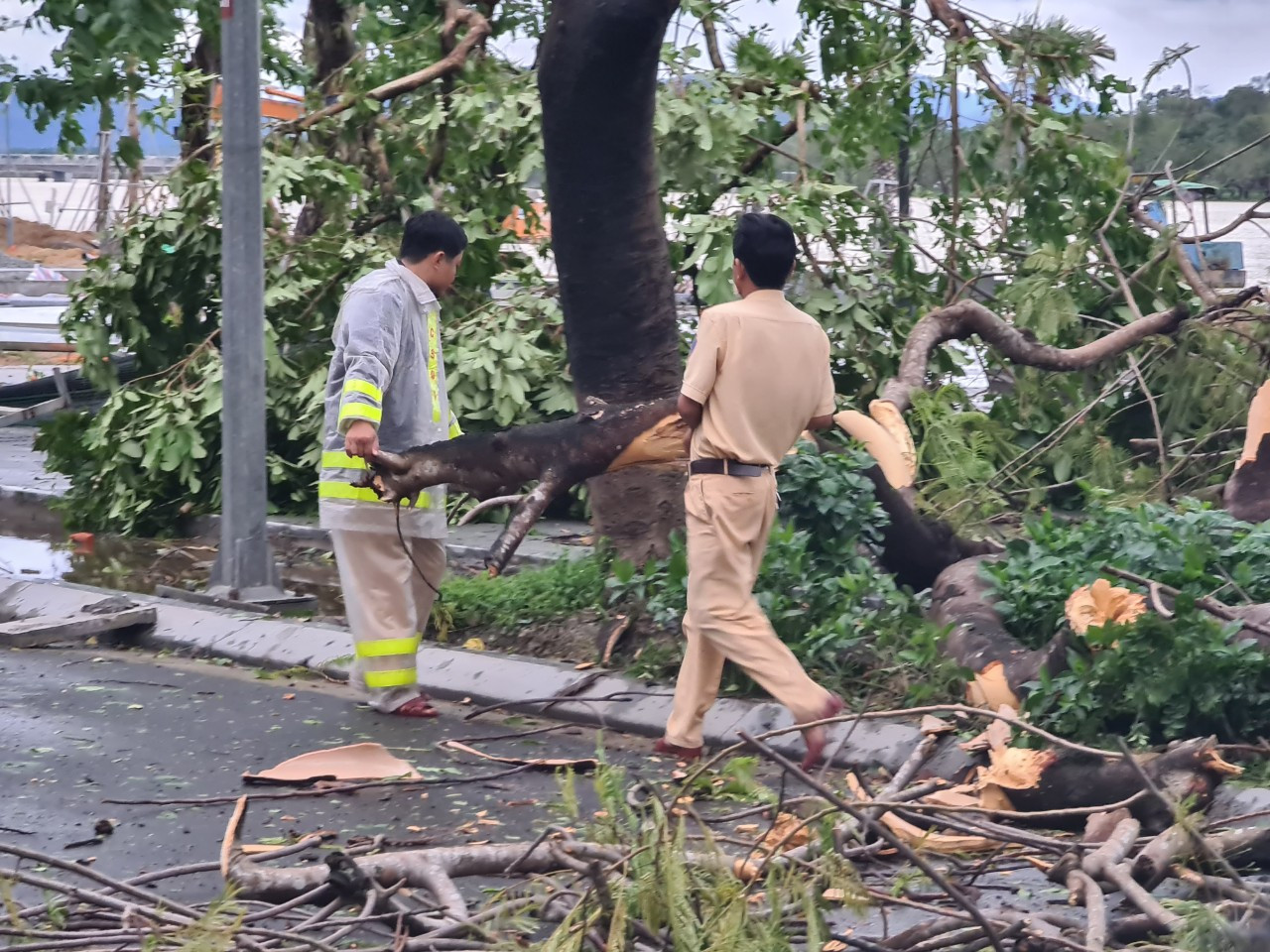 ‘Cụ’ xà cừ số 13 cổ nhất tại Huế bị bão cùng tên quật đổ bật cả gốc gây tiếc nuối ảnh 13