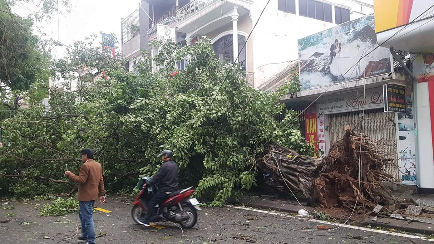 ‘Cụ’ xà cừ số 13 cổ nhất tại Huế bị bão cùng tên quật đổ bật cả gốc gây tiếc nuối ảnh 11