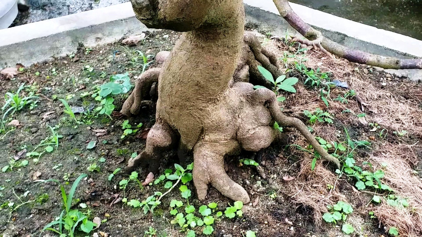 Ngắm những gốc mai Huế 'kỳ quái, độc lạ' vội nở hoa, lỗi hẹn Tết ảnh 5