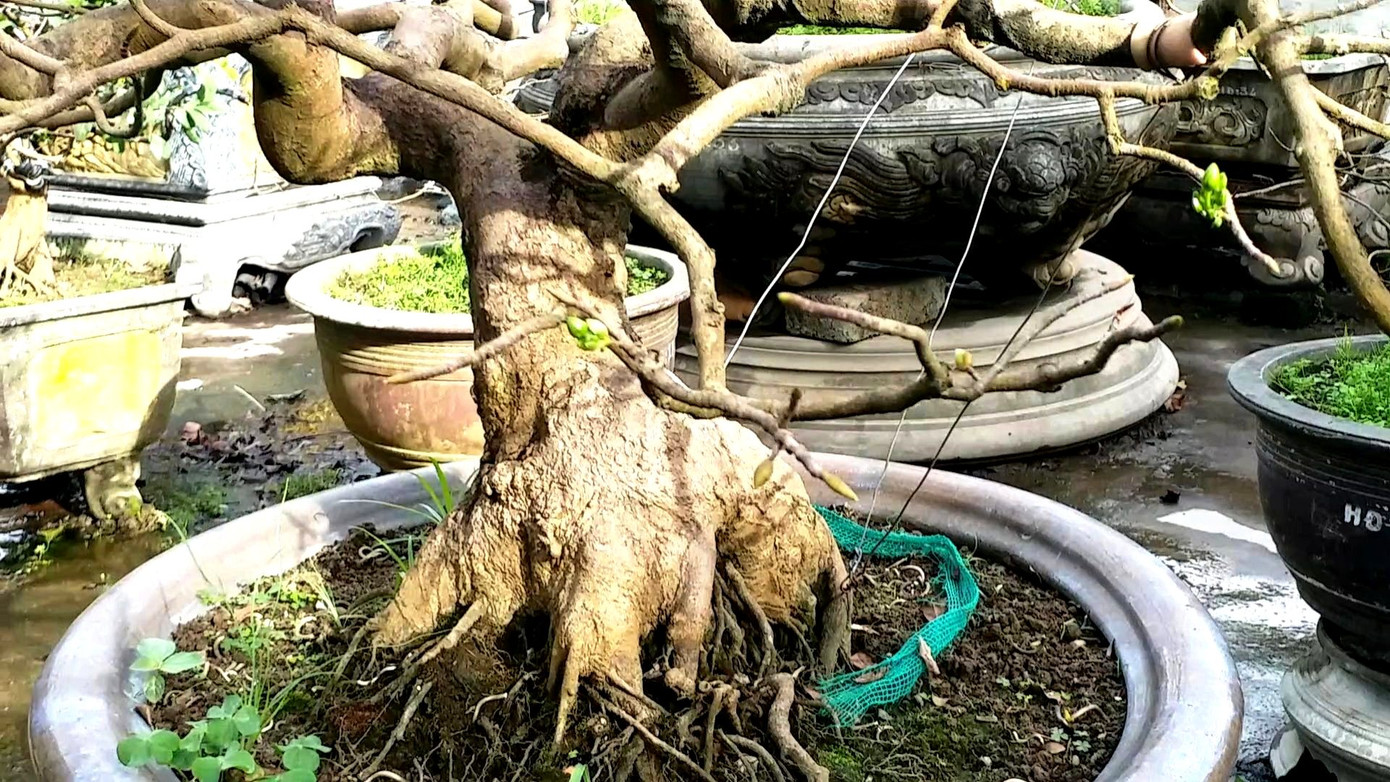 Ngắm những gốc mai Huế 'kỳ quái, độc lạ' vội nở hoa, lỗi hẹn Tết ảnh 9