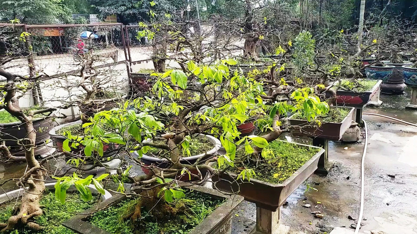 Ngắm những gốc mai Huế 'kỳ quái, độc lạ' vội nở hoa, lỗi hẹn Tết ảnh 12