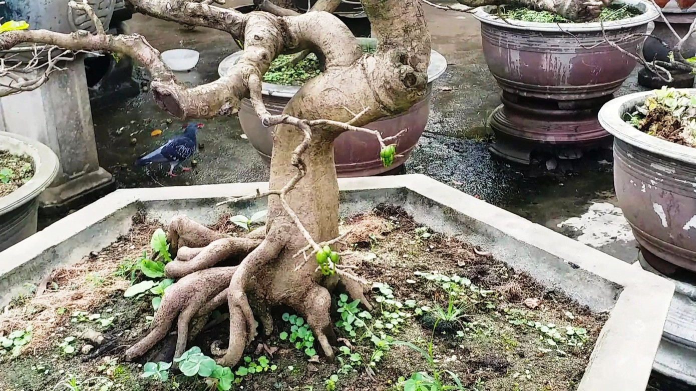 Ngắm những gốc mai Huế 'kỳ quái, độc lạ' vội nở hoa, lỗi hẹn Tết ảnh 4