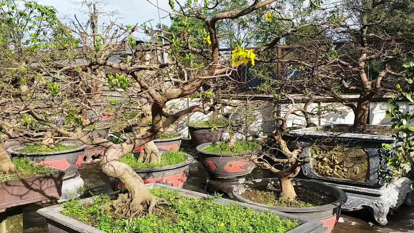 Ngắm những gốc mai Huế 'kỳ quái, độc lạ' vội nở hoa, lỗi hẹn Tết ảnh 10