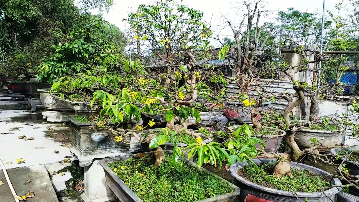 Ngắm những gốc mai Huế 'kỳ quái, độc lạ' vội nở hoa, lỗi hẹn Tết ảnh 3