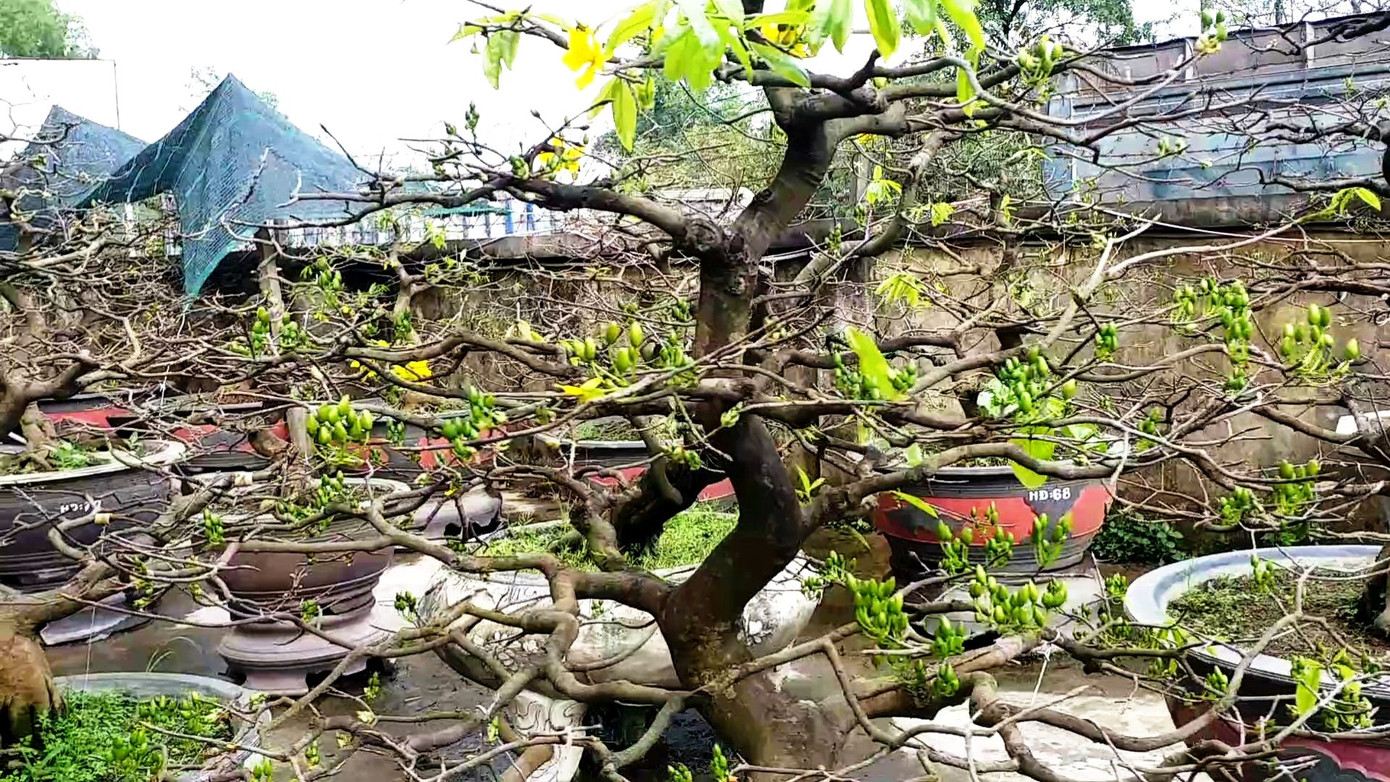 Ngắm những gốc mai Huế 'kỳ quái, độc lạ' vội nở hoa, lỗi hẹn Tết ảnh 7